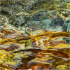 Nature's intertidal gems #4