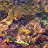 Nature's intertidal gems #5