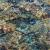 Nature's intertidal gems #7