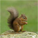 Red squirrel