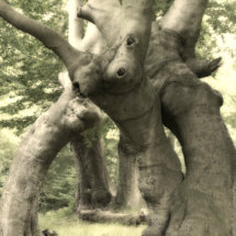 Tree at Epping Forest