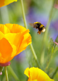 Examples of our Nature and Macro Images