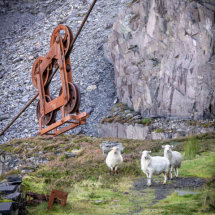 Sheep at Dinorwic