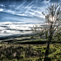 Beautiful Tree, Snowdonia
