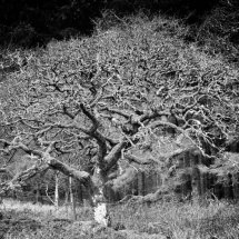Winter Tree at Beddgelert