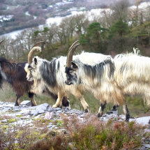 Wild Goats of Snowdonia