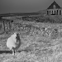Sheep at Ty Mawr
