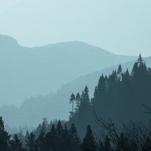 The Forest at Coed y Brenin