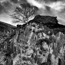 Tree at Dinorwic
