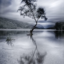 Lonely Tree at Llyn Padarn