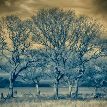 Trees at Llyn Padarn