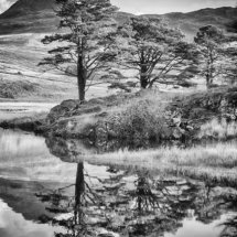 Snowdon Trees (B&W)