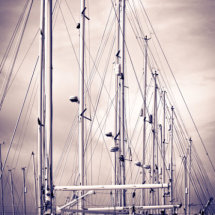 Symmetry in Yachts - a portrait of yacht masts