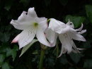White Lillies