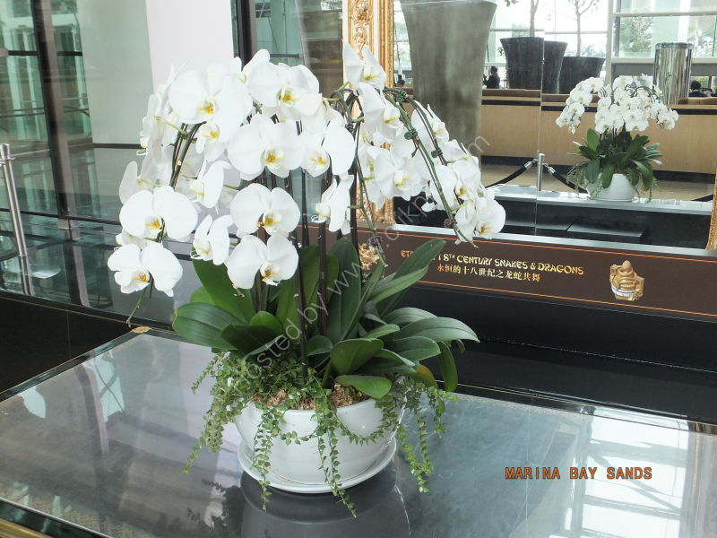 Orchids, Marina Bay Sands Hotel, Marina Bay