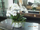 Orchids, Marina Bay Sands Hotel, Marina Bay