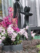 Orchids, Orchard Road, Singapore