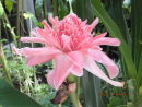 Flower, Sentosa Island