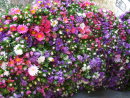 Asters at Maymyo Flower Market