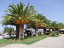 Date Palms on Sea Front, Nauplia