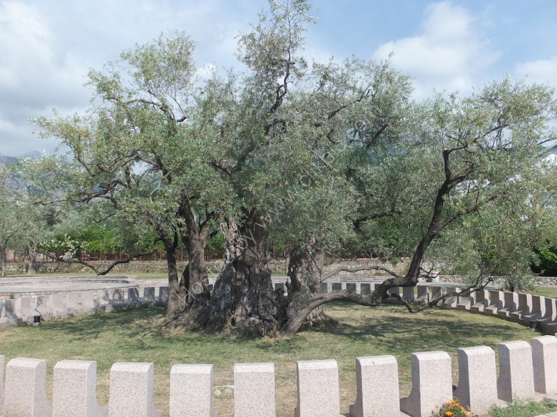 2000 Year Old Olive Tree, Old Bar