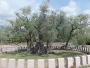 2000 Year Old Olive Tree, Old Bar