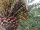 Bird eating dates on Date Palm