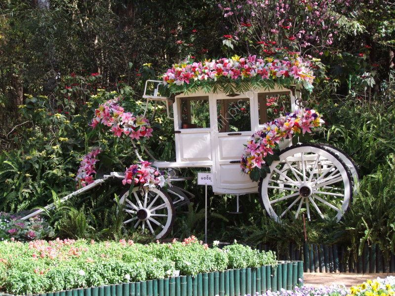 Stag Coach Flower Display