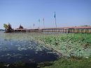 Salay Water Lilly Lake