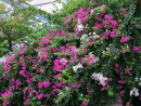 Flowers, Skiathos Island