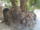 Unusual Tree Root