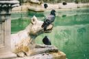 Fountain, Piazza del Campo, Sienna, Tuscany