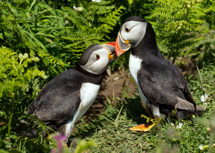 Puffin