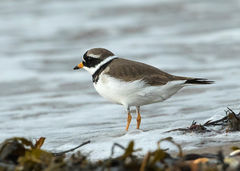 British & European Birds - Ringed Plover