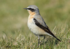 British & European Birds - Wheatear