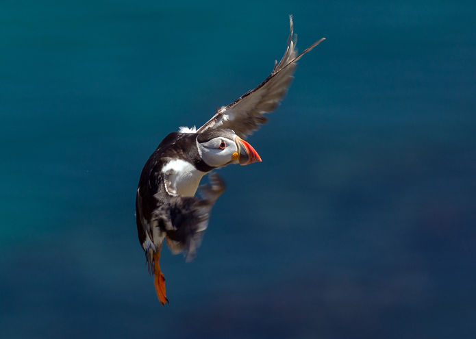 Puffin