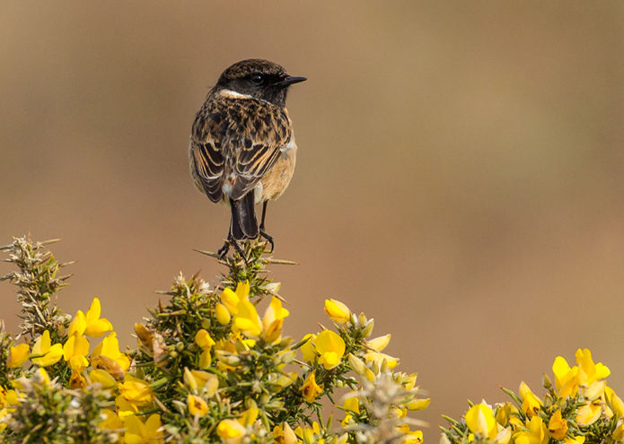 Stonechat