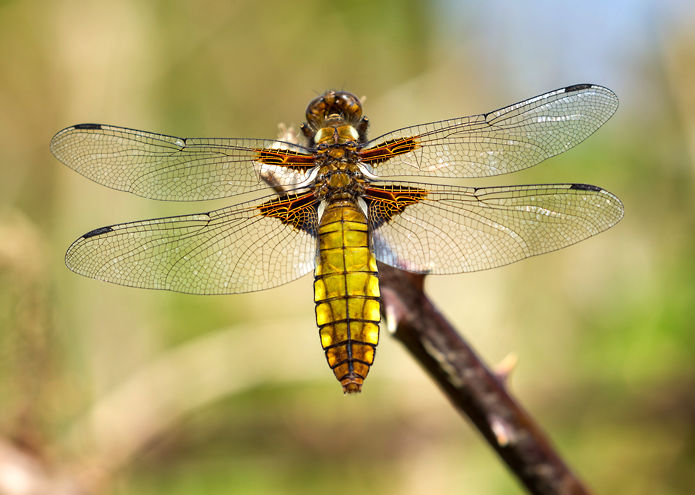 Broad Bodied Chaser