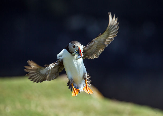 Puffin
