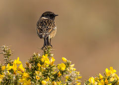 British & European Birds - Stonechat