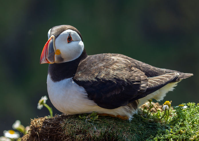 Puffin