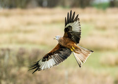 British & European Birds - Red Kite