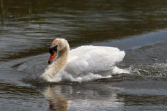 British & European Birds - Mute Swan