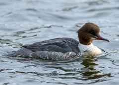 British & European Birds - Common Merganser