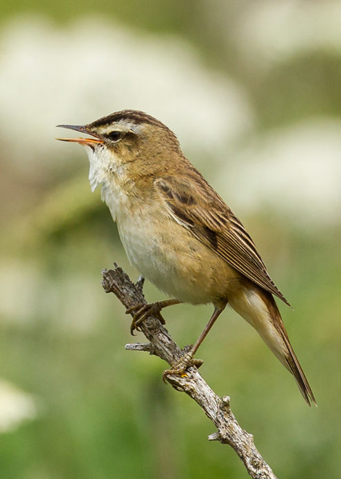 Sedge Warbler