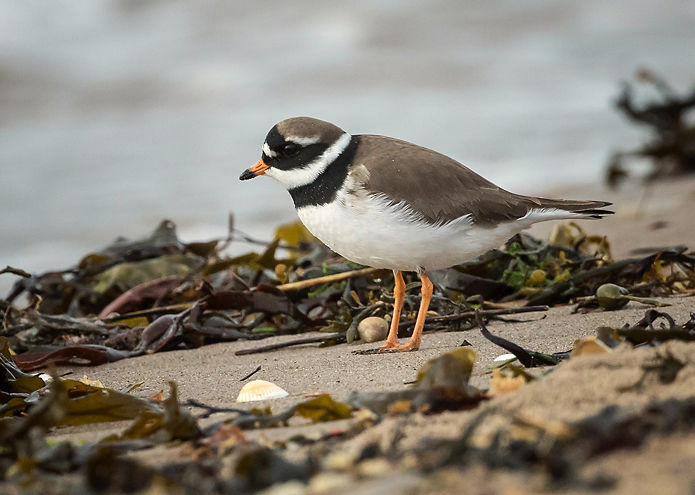Ringed Plover