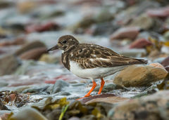 British & European Birds - Turnstone