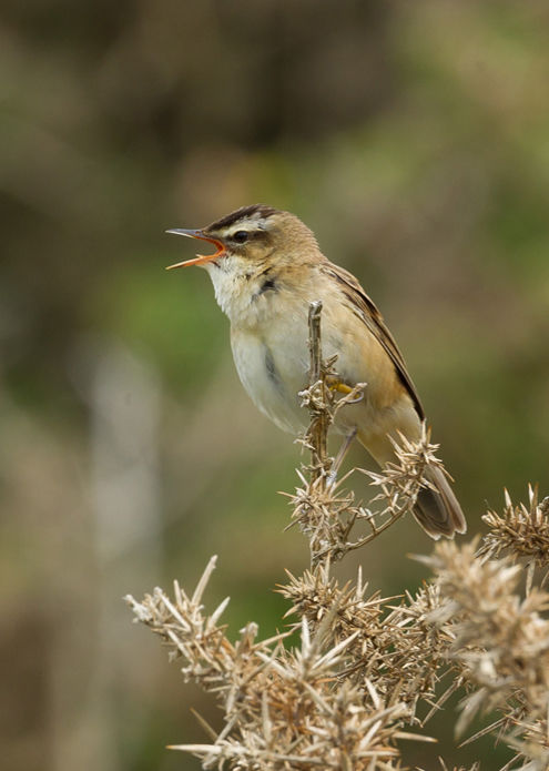 Sedge Warbler