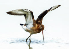 British & European Birds - Black Tailed Godwit