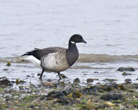 British & European Birds - Brent Goose